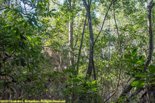 tsingy and vegetation